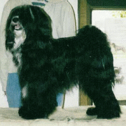 gotsi3.gif(22 kb)
